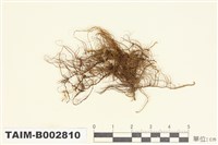 藏品(剪葉蘚屬)的圖片